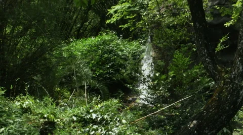 1908 Waterfall in the Tropics, HD Stock Footage 40301046