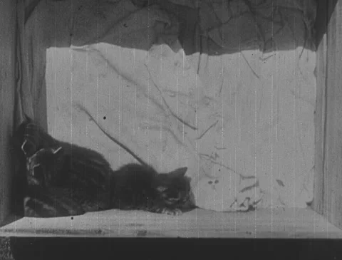 1910s - Cat with Kittens Stock Footage 151194056