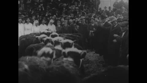 1910s - WWI - Large crowd at Red Cross cattle auction Stock Footage 171690423