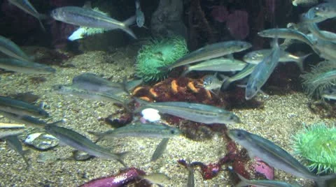 1920 Silver Fish 3 Stock Footage 10880504