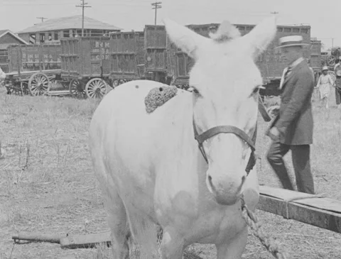1920s - Boy Cleaning Mule with Sponge Video stock 151235762