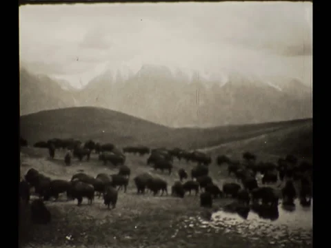 1920s Buffalos on Range Montana Rocky Mountains Vintage Film Home Movie 8mm Stock Footage 233156337