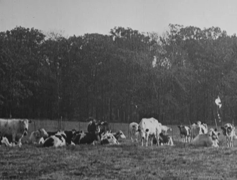 1920s - Cows in field Vídeo Stock 166545238