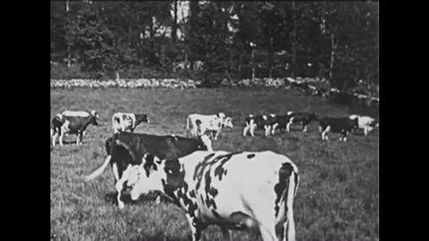 1920s - Cows have a complex digestive process for eating grass. Stock Footage 145410335