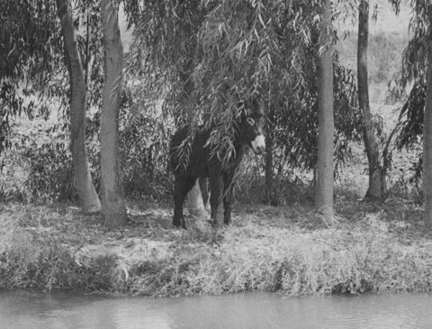 1920s - Donkey Standing by River Vídeo Stock 151455822