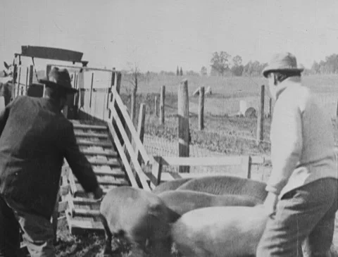 1920s - Men loading pigs onto wagon Stock Footage 166543101