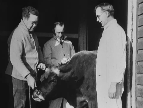 1920s - Men test cow for tuberculosis Stock Footage 166576857