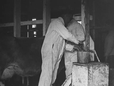 1920s - Men test cow for tuberculosis Stock Footage 166578129