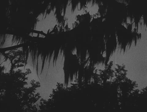 1920s - Spanish Moss on Trees Stock Footage 151494897