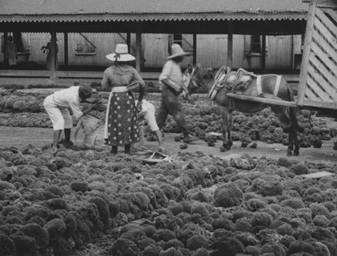 1920s - Sponges Drying Vídeo Stock 151235693