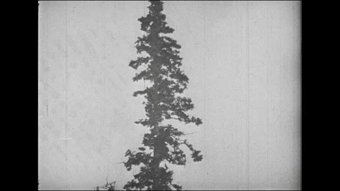 Two Men Pull a Rope that is Tied To a Cut Tree Stock Footage