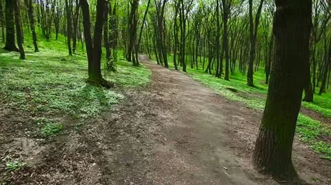 1920x1080 - biking through the forest - first person view Stock Footage 21366350