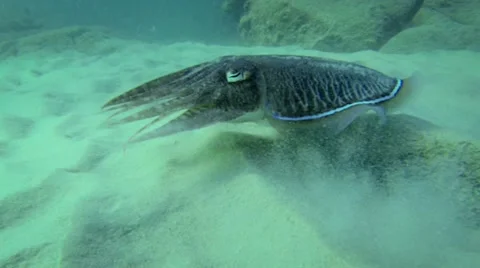1920x1080 video - wild cuttlefish hiding and running Stock Footage 22308713