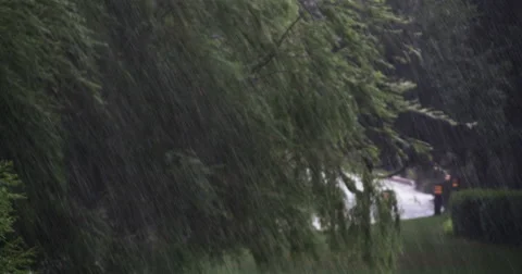 1921 Heavy Rain Storm with Trees, 4K Stock Footage 40337070