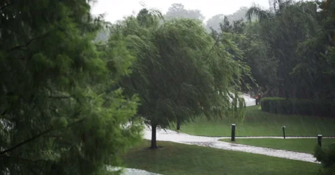 1922 Heavy Rain Storm with Trees, 4K Stock Footage 40337282