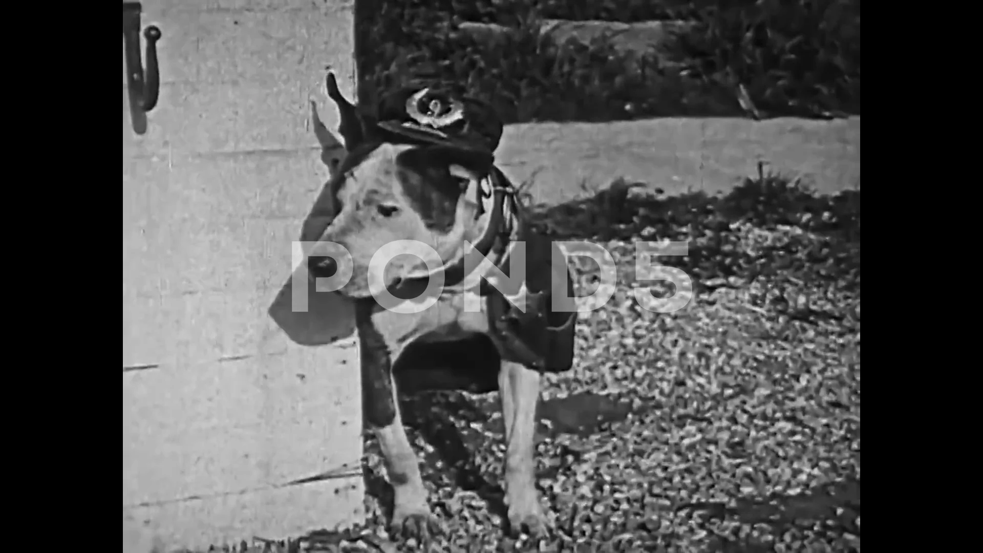 A 1922 silent film depicts funny animal ... | Stock Video | Pond5