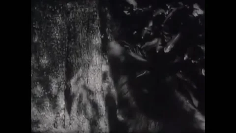 1927 - In this dramatic adventure documentary, a bear runs from a tree when it Stock Footage 238772674