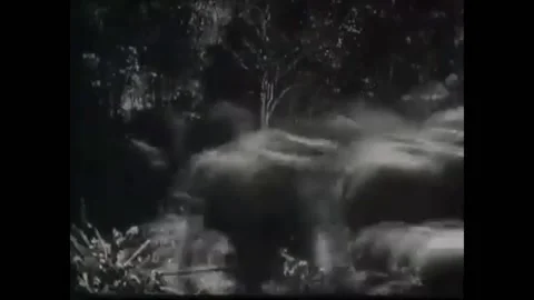 1927 - In this dramatic adventure documentary, a herd of elephants stampede Stock Footage 238772986