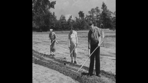 1930s-1940s : Three workers hoe a plot of soil in a field. A man pushes a soil Vídeos de archivo 74532347