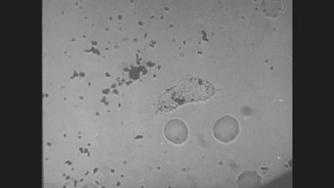 1930s: Bacteria Moves Around Absorbing Cells In Microscopic Space. Man Drops Stock Footage 80736237