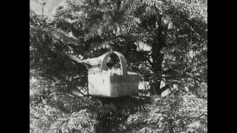 1930s: Basket in tree, bird hops into basket. Chipmunk pulls sack up from tree Video stock 97764761