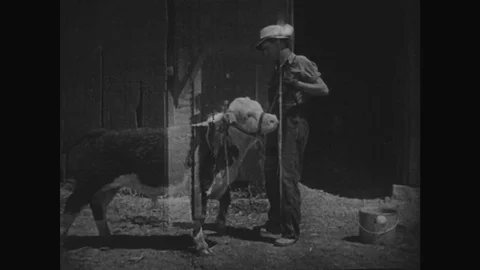 1930s: Boy with calf. Kids exit building at night. Views of wheat field. Man Stock Footage