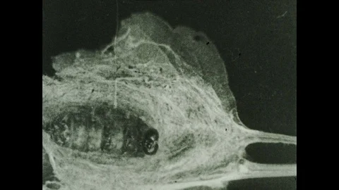 1930s: Caterpillar inside cocoon transforms into pupa. Stock Footage 119073590