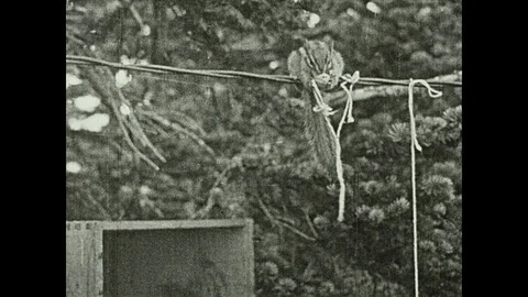 1930s: Chipmunk sits on wire eating nut attached to string. Chipmunk pulls up Stock Footage 97764677