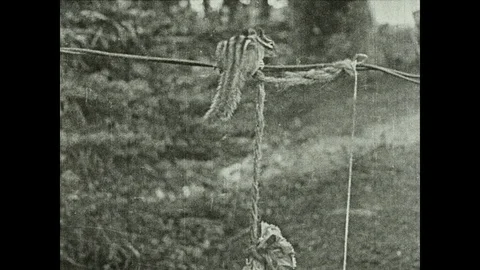 1930s: Chipmunk on wire pulls up nut hanging from string below it. Title card. Stock Footage 97764684