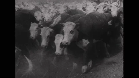 1930s: Cows walk, crowd into narrow pen. Donkeys pull covered wagon. Rolling Stock Footage 231418207