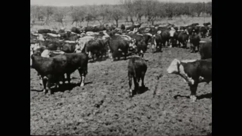 1930s: Cows walking across a stream. Cows in a muddy field. Farmer shoveling pea Stock Footage 164975449