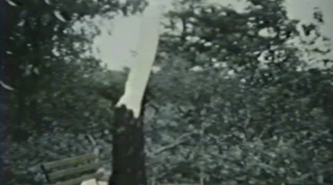 1930's - Downed Tree - Niagara falls Stock-Footage 6529923