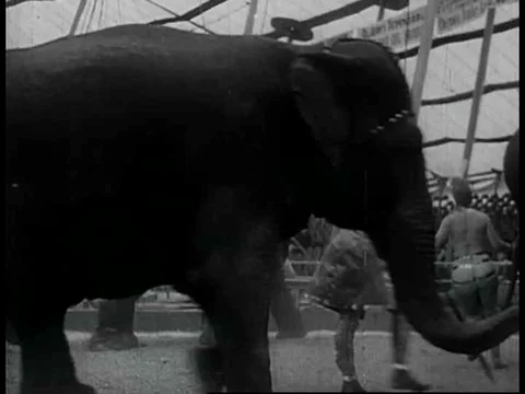 A 1930s, early 40s, 3 ring circus act features an exotic acrobat performing Stock Footage 75328814