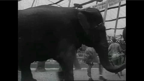 A 1930s, early 40s, 3 ring circus act features an exotic acrobat performing Stock Footage 118406966
