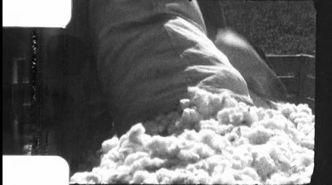 1930s Farm Worker Picking Raw Cotton Field Vintage Sharecropper Film Home Movie Stock Footage 58483847