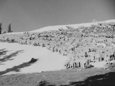 1930s: Herd of sheep Stock Footage 157945549