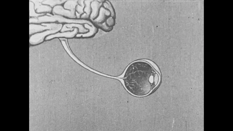 1930s: Illustration of eye attached to brain with animated lines running up stem Video stock 99060178