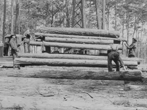 1930s: Logging in forest Stock Footage 158135974