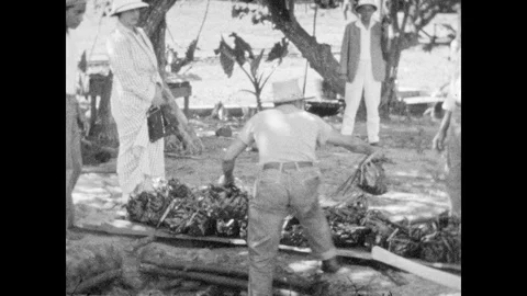 1930s: Man pulls bundles out of ground, loads onto large platform, men carry Stock Footage 87958854