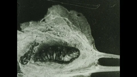 1930s: Moth pupa inside cocoon. Moth emerges from cocoon. Stock Footage 119073536