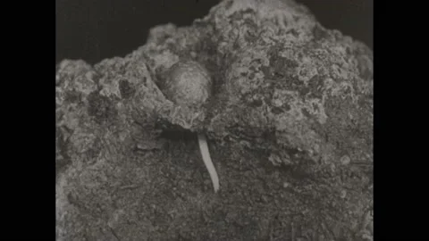 1930s: Pea seed begins germinating and root goes into dirt. Root hairs develop 動画素材 232949035