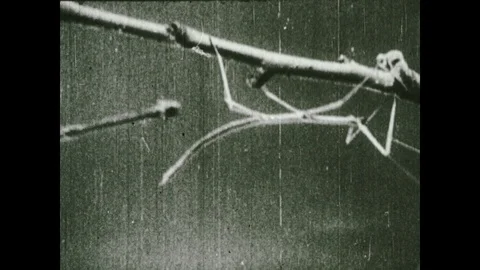 Stick Insects Stock Video Footage | Royalty Free Stick Insects Videos ...