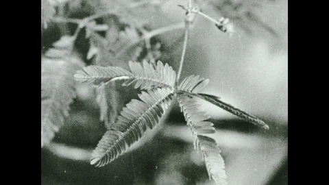 1930s: Pointer stick repeatedly strokes leaves of mimosa plant. Leaflets and 動画素材 104992131