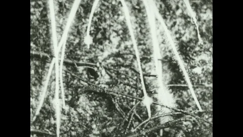 1930s: Roots grow and push through soil in time-lapse. Root with ink spots grows Stock Footage 118953414