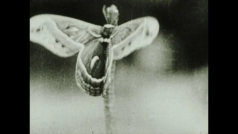 1930s: Silkworm moth spreads its patterned wings. Intertitle about how the Video stock 119074130
