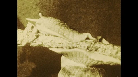 1930s: snail crawling without shell, snail crawling with shell Stock Footage 119449526