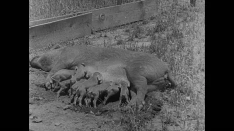 1930s - Sow nursing piglets Video stock 157611380