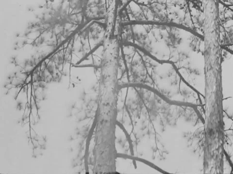 1930s: Tree cut down by logger Stock Footage 158136400