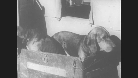 1930s: Two dogs inside box. Men look through boxes. Train passes, driver waves Video stock 79246250