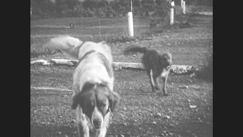 1930s: Two Dogs Walk By. Girl Stands Next To West Virginia, Us 30 Road Sign. Stock Footage